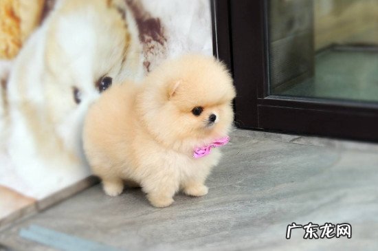 茶杯博美犬多少钱 博美茶杯犬价格