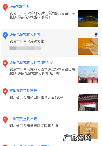 松狮去哪买 武汉哪里买松狮