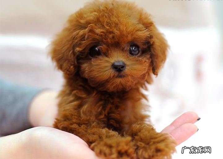 茶杯犬最贵多少元 茶杯狗最便宜多少钱
