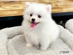 白博美多少钱 白博美价格