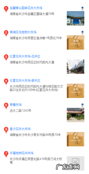 松狮去哪买 长沙买松狮的地方