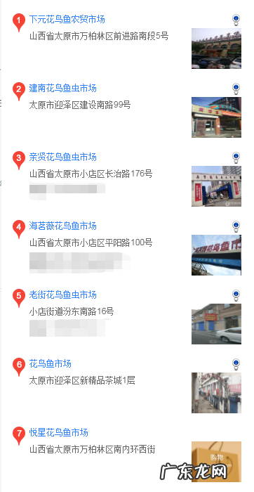 太原宠物店哪家卖狗 太原怎么买松狮幼犬
