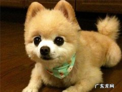 小博美多少钱一只怎么饲养 小博美多少钱一只