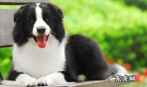 陨石边牧价格多少钱一只 陨石边牧价格