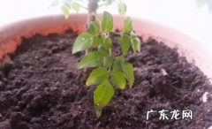 复合肥烧根有什么表现 复合肥烧根怎么治