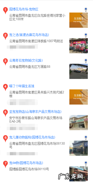 泰迪哪里买 昆明买泰迪