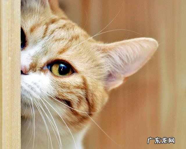 猫咪怎么会踩奶 猫咪踩奶习惯怎么改掉
