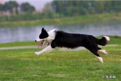 边境牧羊犬多少钱? 边境牧羊犬纯种多少钱