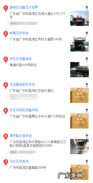 广州哪里能买柴犬 广州哪里买柴犬