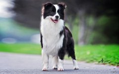 边牧成年犬多少钱一只 牧边犬多少钱一只