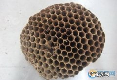 马蜂窝外壳有什么作用