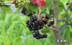 黑果花楸什么人不能吃 黑果花楸吃多了会中毒吗