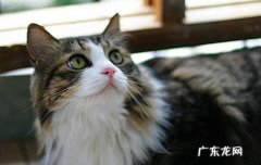 猫耳朵少了一块毛 流浪猫的耳朵少一块