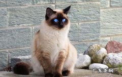 猫耳朵后面还有个小耳朵是什么 流浪猫耳朵出现一个口代表什么