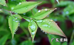 雨水以后的节气 2022雨水节气会下雨吗