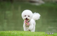 纯种比熊犬 纯种比熊犬价格