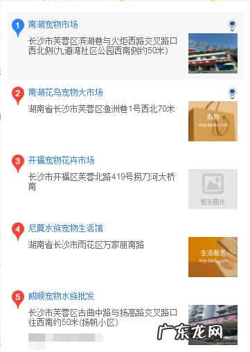 可卡犬市场价多少钱一只 长沙可卡犬哪里买
