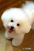 纯种比熊幼犬多少钱一只 纯种比熊犬多少钱一只