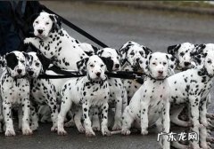 斑点狗图片大全 纯种斑点狗多少钱