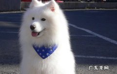 爱斯基摩犬多少钱一只? 爱斯基摩幼犬价格