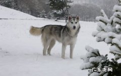爱斯基摩犬的价格 阿拉斯加爱斯基摩犬多少钱