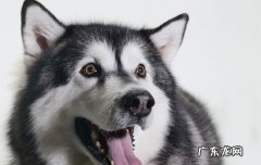 阿拉斯加幼犬价格列表 阿拉斯加幼犬价格