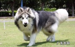 阿拉斯加犬的价格 幼犬 阿拉斯加犬的价格