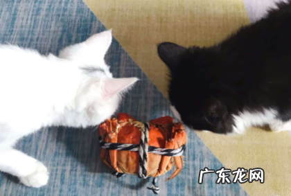 宠物猫可以吃螃蟹肉吗 猫咪吃蟹肉有什么好处