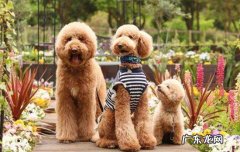 最不掉毛的大型犬排行榜 公认掉毛最少的大型犬