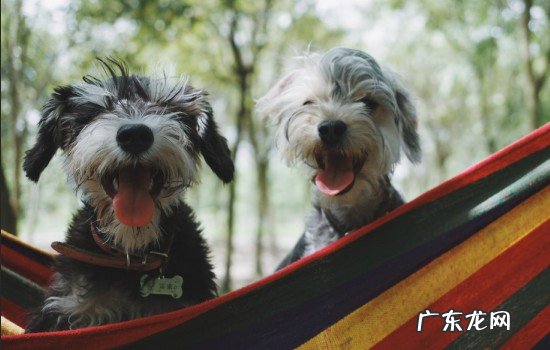 如何看两只狗狗是否感情好 两只狗狗感情好的表现