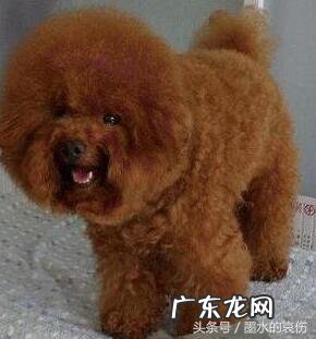 养狗注意事项 喂养泰迪犬时,有什么要注意的