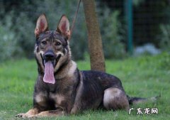 昆明犬能长多大 昆明犬几个月开始猛长
