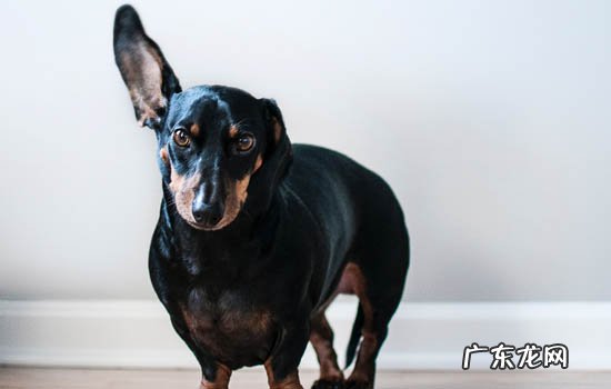 什么狗适合当治愈犬 治愈犬是什么