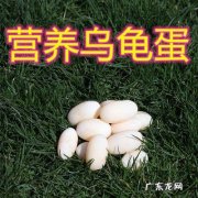 龟蛋有什么功效与作用