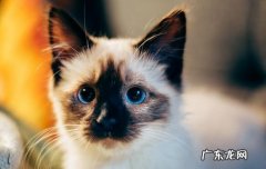 暹罗猫伤心的表现 暹罗猫生气的表现
