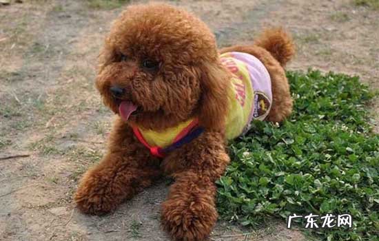 泰迪几个月为一岁 1岁泰迪多久适应新主人