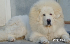 法律允许养藏獒吗 中国养藏獒合法吗