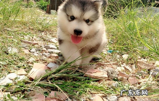 怎样看狗能长多大体型 幼犬怎么看长大后体型