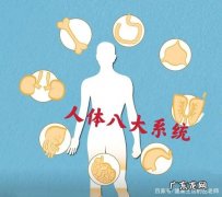 人的八大系统有哪些
