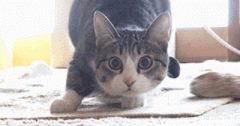 猫咪如果得了新冠病毒会怎样 猫咪会不会感染新冠病