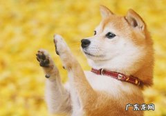黑色柴犬能长多大 柴犬能长多大