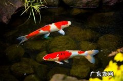 锦鲤养着养着就死了 锦鲤鱼怎么养才不会死