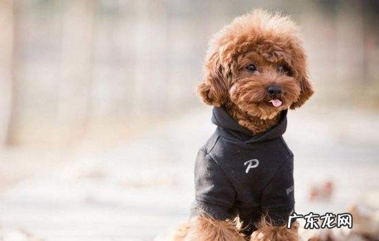 泰迪耳朵竖起来 泰迪耳朵一只竖一只趴