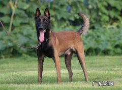 马犬是宠物狗吗 马犬靠什么分别主人