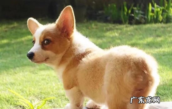 柯基是大型犬还是中型犬 柯基属于小型犬还是中型犬
