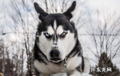 哈士奇为什么长成那样,为了吓人吗 母的哈士奇非常丑吗