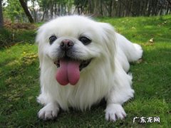 京巴犬性格优点缺点 京巴是性格最差的狗