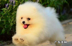 博美犬一只多少元? 博美犬一般多少元一只