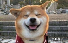 日本品种的狗 日本土狗是什么狗