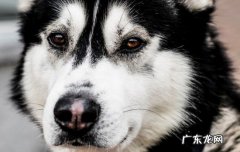 哈士奇是哪个国家的犬种 哈士奇是哪个国家的品种